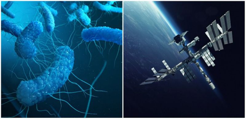 Infectious Micro-Organisms