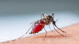 Mosquitoes Extinct