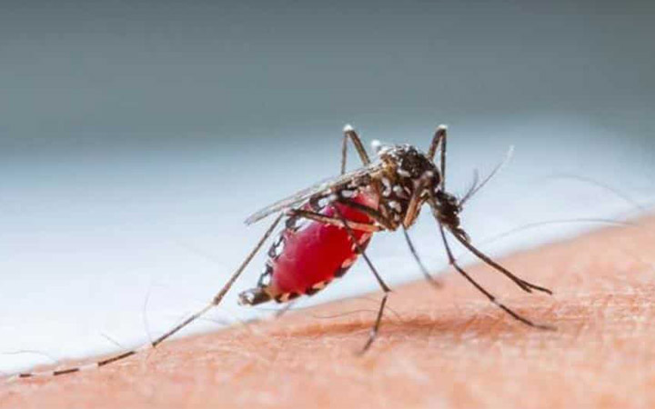 Mosquitoes Extinct